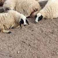 گوسفند