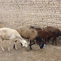 میش جوان
