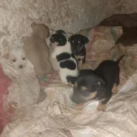 کوچوک پاپی|سگ|تربت‌حیدریه, حاجی یار‎|دیوار