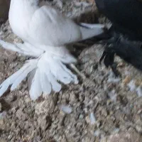 کبوتر بوینی گولی فیلی مایا پاپر