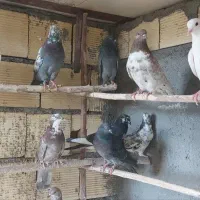 کفتر کبوتر  پرشی
