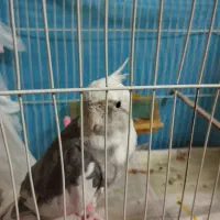 عروس هلندی|پرنده|مشهد, مقدم|دیوار
