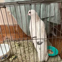 کبوتر(رایگان)|پرنده|تبریز, |دیوار