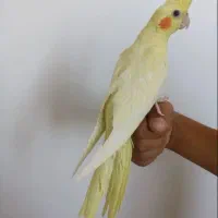 عروس هلندی لوتینو