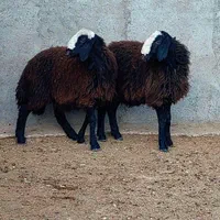 گوسفند زنده در همه نقاط کرج|حیوانات مزرعه|کرج, شاهین‌ویلا|دیوار