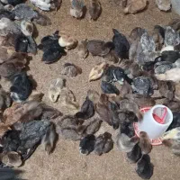 جوجه محلی و اردک