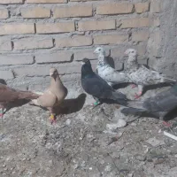 دورگ ورنگی ..لطفا مطلب بخون