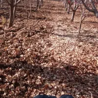 کار با تیلر|خدمات باغبانی و درختکاری|مریوان, |دیوار