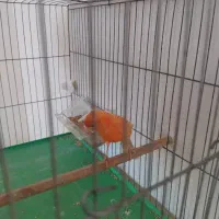 پرنده