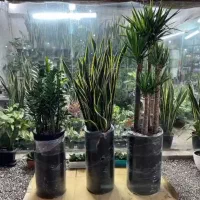 خدمات باغبانی درختکاری گل کاری هرس تهران و کرج