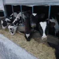 فروش گوساله قطع شیر