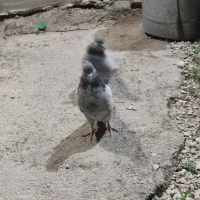 یک جفت سینه ای مفت|پرنده|کازرون, |دیوار