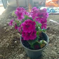 فروش انواع گل شمعدانی و سانسوریا و...