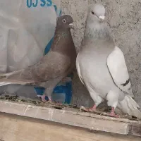 کفتر ی کبوتر|پرنده|مرودشت, ولایت|دیوار