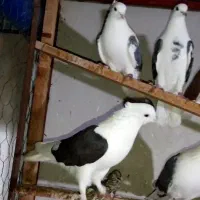 کبوتر پشتار قاره کفتر پرشی پرنده ۴ باغ کفتر