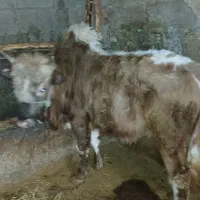 گاونر|حیوانات مزرعه|احمدسرگوراب, |دیوار