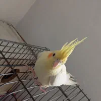 عروس هلندی لوتینو