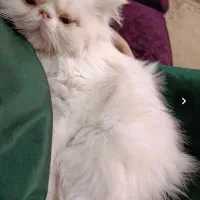 گربه پرشین سوپرفلت ماده