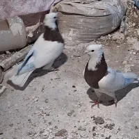 کبوتر