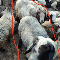 دوتا قوچ تخمی سه رون نژاد دار تکی ۵۰دوتاش ۹۰