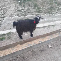 تیشتر ماده|حیوانات مزرعه|ایذه, |دیوار