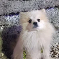 پامرروباهی اصل