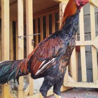 خروس لاری|حیوانات مزرعه|خان ببین, |دیوار