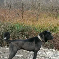 سرابی|سگ|رشت, پل تالشان|دیوار