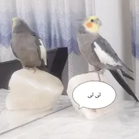 طوطی عروس هلندی گمشده پیدا بشه ۱۰ میلیون مژدگانی