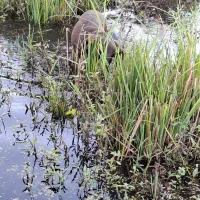 سگ پوینتر آلمانی|سگ|رودسر, |دیوار