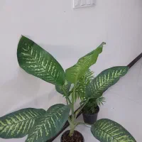 برگ عبایی|گل و گیاه طبیعی|خمینیشهر, |دیوار