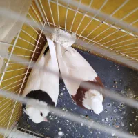 یه جفت طوقی کاکلی هردو با هم ۴۵۰|پرنده|سبزوار, امیر کبیر|دیوار