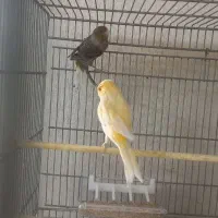 یک جفت قناری|پرنده|قلعه نو, |دیوار