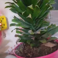 تعدادی گل و گلدان های کوچک وبزرگ