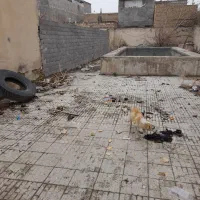 زمین فروشی ۲۰۰ متر با امتیاز.برق و اب