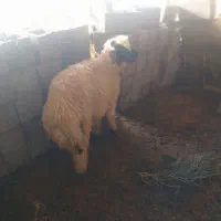 بر نر در ماهشهر