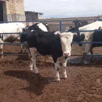 دو راس گوساله نر مناسب کشتار و نگهداری