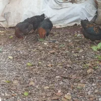 مرغ محلی خروس محلی ۵۰۰|حیوانات مزرعه|چالوس, |دیوار