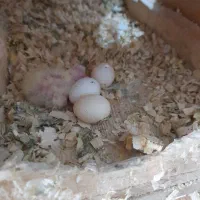 مولد واقعی عروس هلندی عتیقه|پرنده|آستارا, |دیوار