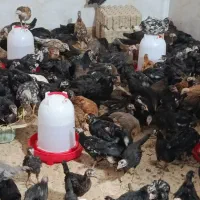 جوجه عربی|حیوانات مزرعه|خرمشهر, |دیوار