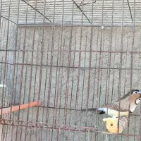 فنچ جغدی قیمت جفت ۲۵۰۰|پرنده|لامرد, |دیوار