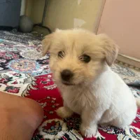 واگذاری سگ شیتزو کراس