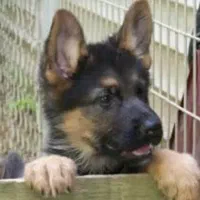 سگ ژرمن شیپرد|سگ|تهران, اختیاریه|دیوار