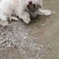 سگ اشپیدز|سگ|رشت, لاکان|دیوار