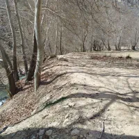 زمین کشاورزی و برنجکاری|فروش زمین و ملک کلنگی|پاتاوه, |دیوار