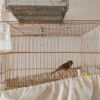 قناری نر|پرنده|مشکیندشت, |دیوار