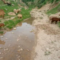 بره افشار قوچی