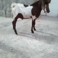 کهره نر