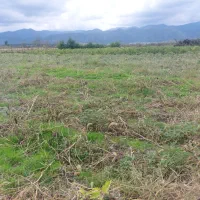 فروش زمین ۳۱۰۰ متری در تالش پشته