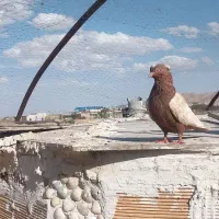 معاوضه سینه با کربلایی